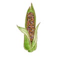 Fresh raw Ripe Ear of Cob colored glass gem corn. vegetable isolated icon. Rareripes. hastings