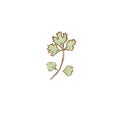 Fresh raw Ripe green parsley herb isolated icon. Spring garden salad. Rareripes. hastings, farm market, Vector illustration. hand- Royalty Free Stock Photo