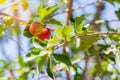 Fresh raw and ripe organic acerola cherry fruits with green leaves on the tree. Whole food, high vitamin and antioxidant fruit Royalty Free Stock Photo