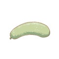 Fresh raw Ripe zucchini vegetable isolated icon. Spring courgette. Rareripes. hastings, farm market, Vector illustration