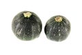 Fresh raw rotund zucchini Royalty Free Stock Photo