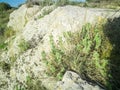 Fresh raw sage in mountain. Wild Sage herb grows on the field. Greek Herbs