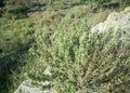 Fresh raw sage in mountain. Wild Sage herb grows on the field. Greek Herbs