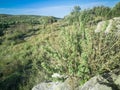 Fresh raw sage in mountain. Wild Sage herb grows on the field. Greek Herbs