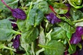 A fresh raw salad, a close-up. A various herbal background Royalty Free Stock Photo