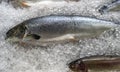 Fresh raw salmon on ice on the counter of fish market. Royalty Free Stock Photo