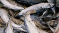 Fresh raw salmon, sturgeon, dorado fish and sea bass lie on the counter with ice in the fish market. Open shelf in a