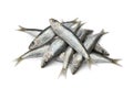 Fresh raw sardines