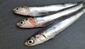 Fresh raw sardines Royalty Free Stock Photo