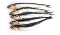 Fresh raw sardines Royalty Free Stock Photo