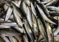 Fresh raw sardines from Portugal Royalty Free Stock Photo