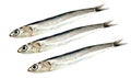 Fresh raw sardines Royalty Free Stock Photo