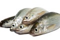 Fresh raw sardines Royalty Free Stock Photo