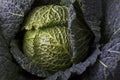 Fresh raw savoy cabbage Royalty Free Stock Photo