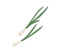 Fresh raw scallions composition. Green spring onions. Healthy natural spicy food. Flat vector illustration of organic