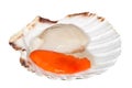 Fresh Raw Scallop Royalty Free Stock Photo