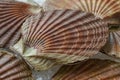 Fresh raw scallops on ice Royalty Free Stock Photo