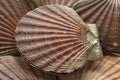 Fresh raw scallops on ice Royalty Free Stock Photo