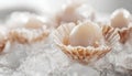 Fresh raw scallops in shell on ice cubes, closeup Royalty Free Stock Photo