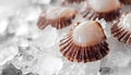 Fresh raw scallops in shell on ice cubes, closeup Royalty Free Stock Photo