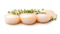 Fresh raw scallops and thyme isolated on white Royalty Free Stock Photo