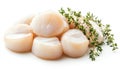 Fresh raw scallops and thyme isolated on white Royalty Free Stock Photo
