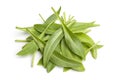 Fresh raw sea aster leaves Royalty Free Stock Photo