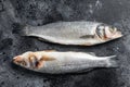 Fresh raw sea bass fish. Black background. Top view Royalty Free Stock Photo