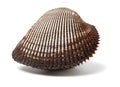 Fresh raw sea cockles clams display for sale