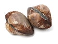 Fresh raw sea cockles clams display for sale