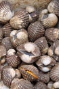 Fresh sea cockles clams display for sale at seafood market or Thai street food