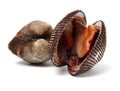 Fresh raw sea cockles clams display for salekles clams display for sale