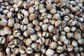Fresh raw sea cockles clams at seafood market
