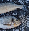 Fresh raw sea fish on ice cubes