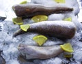 Fresh raw sea fish and lemon slices on ice surface.