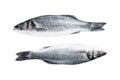 Fresh raw seabass fish Isolated on white background, top view. Royalty Free Stock Photo