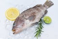 Fresh raw seafood fish for cooked food, Grouper fish on ice with rosemary lemon Royalty Free Stock Photo