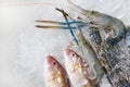 Fresh raw seafood on ice background Shellfish shrimps prawns crab and fish ocean gourmet in the Seafood market Royalty Free Stock Photo