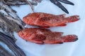 Fresh raw seafoods on counter in restaurant. Food theme. Mediterranean specialties. Royalty Free Stock Photo