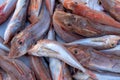 Fresh raw seafoods on counter in restaurant. Food theme. Mediterranean specialties. Royalty Free Stock Photo