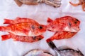 Fresh raw seafoods on counter in restaurant. Food theme. Mediterranean specialties. Royalty Free Stock Photo