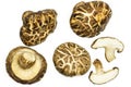 Fresh raw shiitake mushroom isolated on white Royalty Free Stock Photo