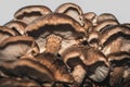 Fresh raw shiitake mushrooms growing up, details from low angle shot Royalty Free Stock Photo