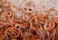 Fresh raw shrimp close-up lying on ice in a supermarket in Greece Royalty Free Stock Photo