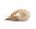 Fresh raw shrimp isolated. Healthy seafood Royalty Free Stock Photo