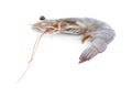 Fresh raw shrimp isolated. Healthy seafood Royalty Free Stock Photo