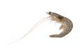 Fresh raw shrimp Litopenaeus vannamei isolated on white background with clipping path Royalty Free Stock Photo