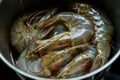 Fresh raw shrimp in a metal bowl Royalty Free Stock Photo