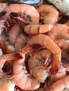 Fresh Raw Shrimp