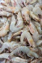 Fresh raw shrimp Royalty Free Stock Photo